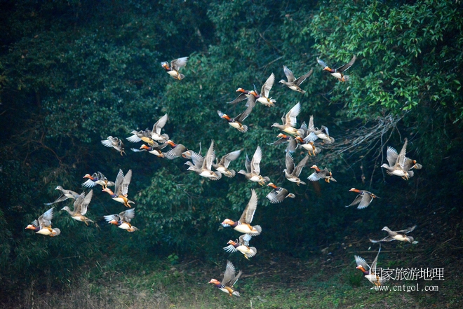 進入初冬，大批野生鴛鴦陸續(xù)飛抵江西婺源縣賦春鎮(zhèn)鴛鴦湖越冬，小精靈們在湖面上或相互依偎、卿卿我我；或隨波逐流、嬉戲打鬧，悠閑自在生活在青山綠水之間，優(yōu)良的水域和豐富的湖畔闊葉林，為鴛鴦過冬提供良好生存環(huán)境，婺源鴛鴦湖已成為亞洲最大的野生鴛鴦越冬棲息地。（攝于12月4日下午）