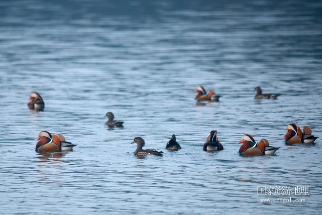 進入初冬，大批野生鴛鴦陸續(xù)飛抵江西婺源縣賦春鎮(zhèn)鴛鴦湖越冬，小精靈們在湖面上或相互依偎、卿卿我我；或隨波逐流、嬉戲打鬧，悠閑自在生活在青山綠水之間，優(yōu)良的水域和豐富的湖畔闊葉林，為鴛鴦過冬提供良好生存環(huán)境，婺源鴛鴦湖已成為亞洲最大的野生鴛鴦越冬棲息地。（攝于12月4日下午）