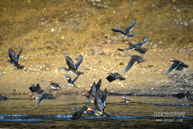 進入初冬，大批野生鴛鴦陸續(xù)飛抵江西婺源縣賦春鎮(zhèn)鴛鴦湖越冬，小精靈們在湖面上或相互依偎、卿卿我我；或隨波逐流、嬉戲打鬧，悠閑自在生活在青山綠水之間，優(yōu)良的水域和豐富的湖畔闊葉林，為鴛鴦過冬提供良好生存環(huán)境，婺源鴛鴦湖已成為亞洲最大的野生鴛鴦越冬棲息地。（攝于12月4日下午）