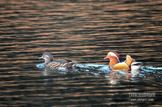 進入初冬，大批野生鴛鴦陸續(xù)飛抵江西婺源縣賦春鎮(zhèn)鴛鴦湖越冬，小精靈們在湖面上或相互依偎、卿卿我我；或隨波逐流、嬉戲打鬧，悠閑自在生活在青山綠水之間，優(yōu)良的水域和豐富的湖畔闊葉林，為鴛鴦過冬提供良好生存環(huán)境，婺源鴛鴦湖已成為亞洲最大的野生鴛鴦越冬棲息地。（攝于12月4日下午）